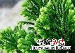九死还魂草养在水缸里 九死还魂草怎么养