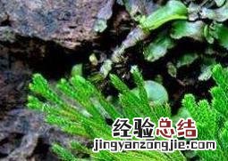 九死还魂草养在水缸里 九死还魂草怎么养