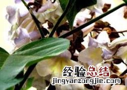 梧桐花的功效和作用 梧桐花的功效与作用及药用价值