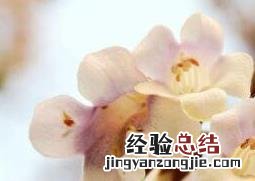 梧桐花的功效和作用 梧桐花的功效与作用及药用价值