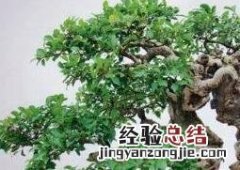 十大盆景名贵树种排名 十大盆景名贵树种排名黑松长的快吗