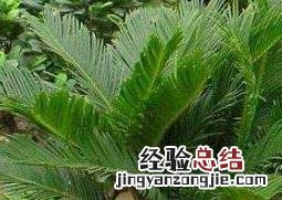 十大盆景名贵树种排名 十大盆景名贵树种排名黑松长的快吗