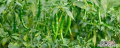 辣椒种植的基本方法 辣椒种植方法和管理要点