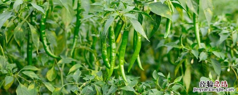 辣椒种植的基本方法 辣椒种植方法和管理要点