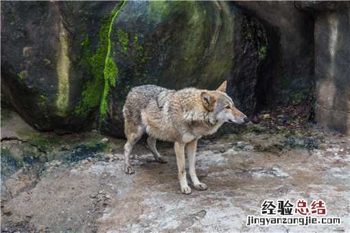 野生黄鼠狼是保护动物吗 狼是保护动物吗