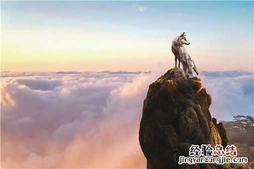 野生黄鼠狼是保护动物吗 狼是保护动物吗