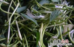 菊花金银花茶孕妇可以喝吗 金银花茶孕妇可以喝吗