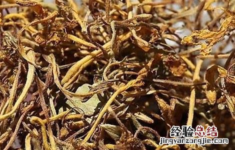 菊花金银花茶孕妇可以喝吗 金银花茶孕妇可以喝吗