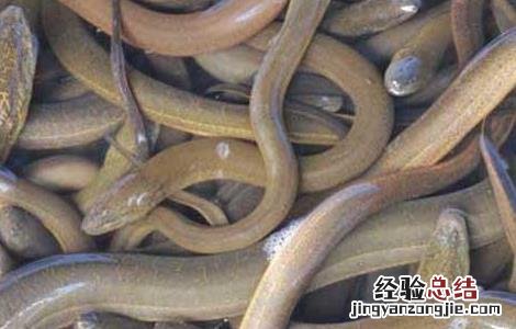 黄鳝死了还能吃不 黄鳝死了还能吃吗