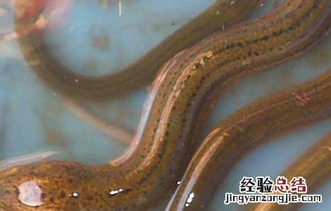 黄鳝死了还能吃不 黄鳝死了还能吃吗
