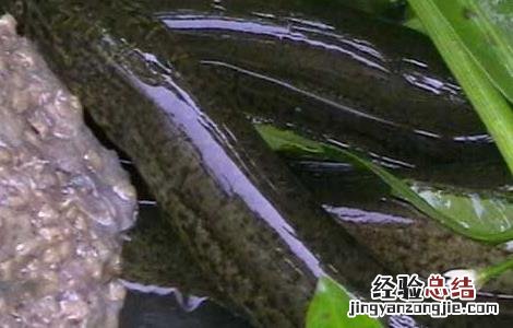 黄鳝死了还能吃不 黄鳝死了还能吃吗