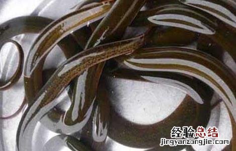 黄鳝死了还能吃不 黄鳝死了还能吃吗