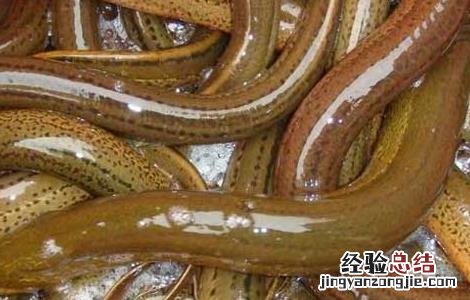 黄鳝死了还能吃不 黄鳝死了还能吃吗