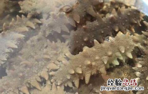 海参不能和什么一起吃香哈 海参不能和什么一起吃