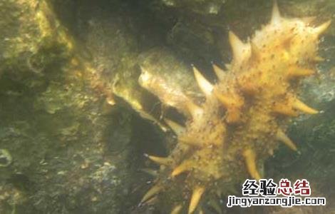 海参不能和什么一起吃香哈 海参不能和什么一起吃