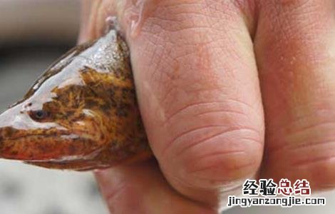 黄鳝不能和什么一起吃 黄鳝不能和什么一起吃会中毒