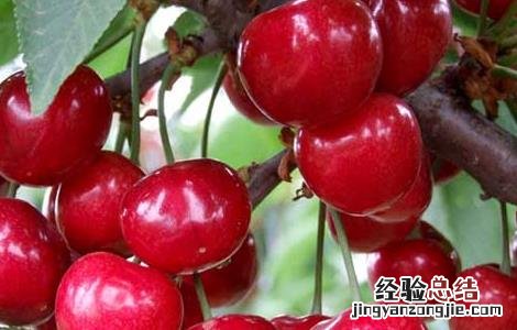 车厘子不能和什么一起吃会中毒 车厘子不能和什么一起吃