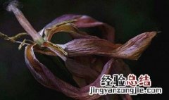 郁金香开完花后怎么养 郁金香开完花后怎么养好