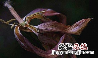 郁金香开完花后怎么养 郁金香开完花后怎么养好