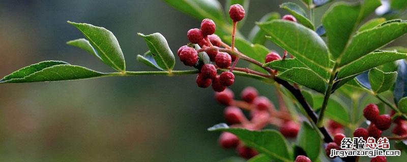 花椒树现在打什么药好 现在花椒树打什么农药