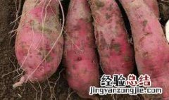 山芋怎么种 4个步骤轻松种山芋