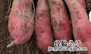 山芋怎么种 4个步骤轻松种山芋