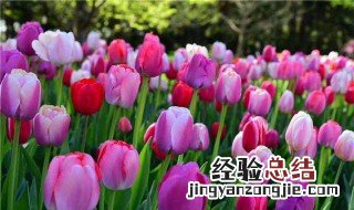 郁金香怎么养开花 郁金香怎么养开花多
