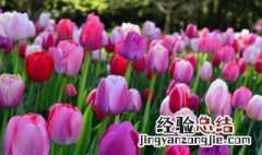郁金香开完花不挖出来可以吗 郁金香开花后不挖可以吗??