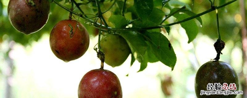 百香果苗移栽缓苗要几天 百香果种下后需要多久可以缓苗