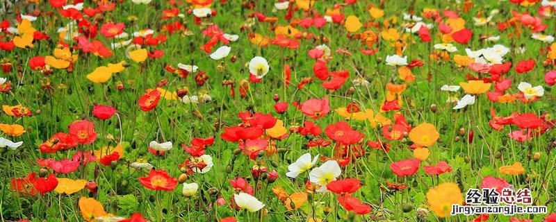 罂粟和虞美人幼苗区别 罂粟苗和虞美人苗怎么区别
