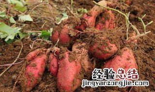 甘薯和红薯的区别图片 甘薯和红薯是一个东西吗
