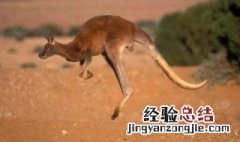 袋鼠的尾巴有什么作用 袋鼠的尾巴的作用