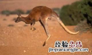袋鼠的尾巴有什么作用 袋鼠的尾巴的作用
