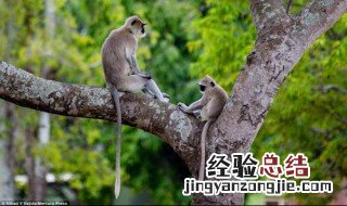 猴子的尾巴有什么作用 猴子的尾巴的作用