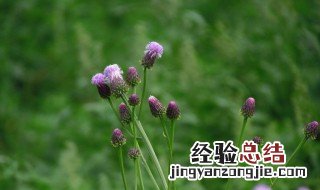 藿香的功效与作用 藿香的功效与作用及副作用