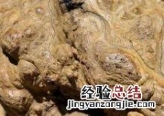 崖柏的功效与作用 崖柏的功效与作用是什么
