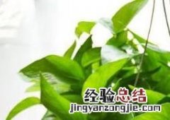 绿萝叶子发黄怎么办 绿萝叶子发黄怎么办:原因及处理技巧