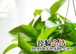 绿萝叶子发黄怎么办 绿萝叶子发黄怎么办:原因及处理技巧