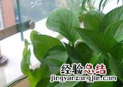 绿萝叶子发黄怎么办 绿萝叶子发黄怎么办:原因及处理技巧