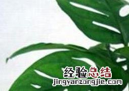 龟背竹叶子发黄怎么办 龟背竹叶子发黄怎么办
