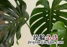 龟背竹叶子发黄怎么办 龟背竹叶子发黄怎么办