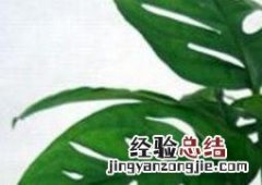 龟背竹叶子发黄怎么办 龟背竹叶子发黄怎么办