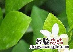 小叶九里香的养殖方法和注意事项 九里香的养殖方法和注意事项