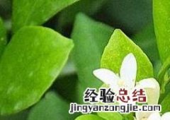 小叶九里香的养殖方法和注意事项 九里香的养殖方法和注意事项