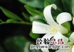 小叶九里香的养殖方法和注意事项 九里香的养殖方法和注意事项