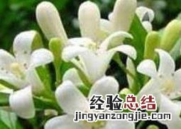 九里香的功效与作用及药用价值 九里香的功效与作用及禁忌是什么九里