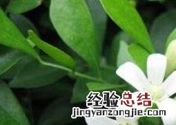 九里香的功效与作用及药用价值 九里香的功效与作用及禁忌是什么九里