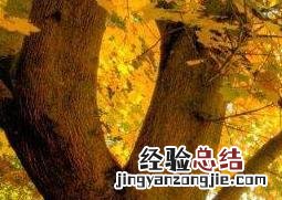 梧桐树的功效与作用 梧桐树的功效与作用图片