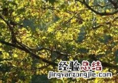 梧桐树的功效与作用 梧桐树的功效与作用图片