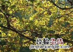 梧桐树的功效与作用 梧桐树的功效与作用图片